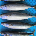 Frozen Mackerel Size 150 200 400g Iqf